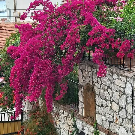 Olive Fethiye
